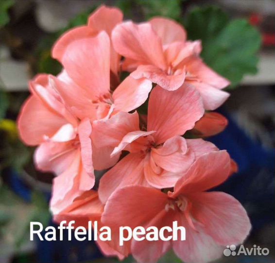 Сортовые пеларгонии