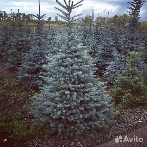 Ель Сизая оптом