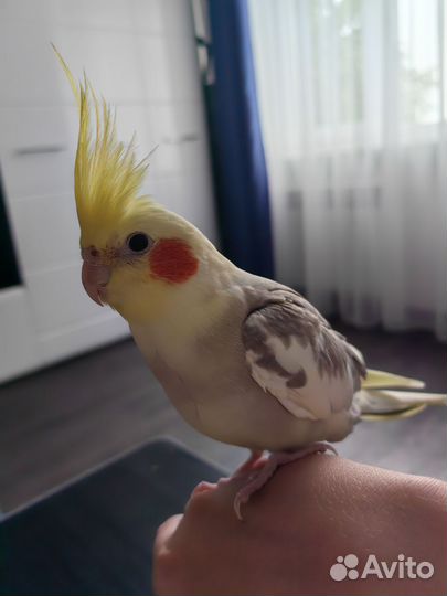Попугай корелла ручной
