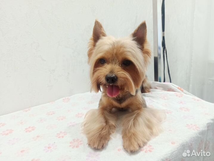 Груминг, стрижка собак