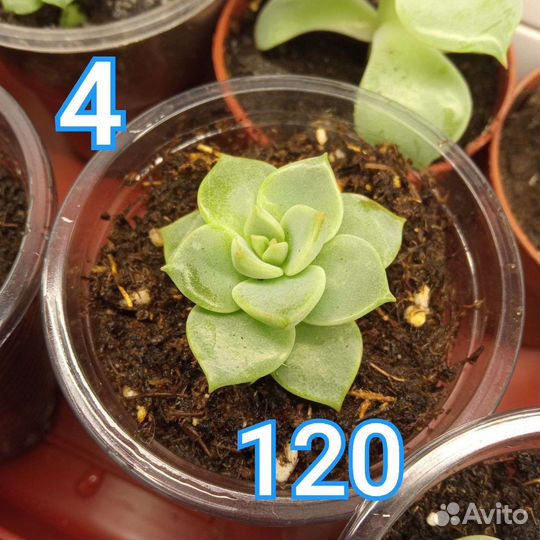 Суккуленты