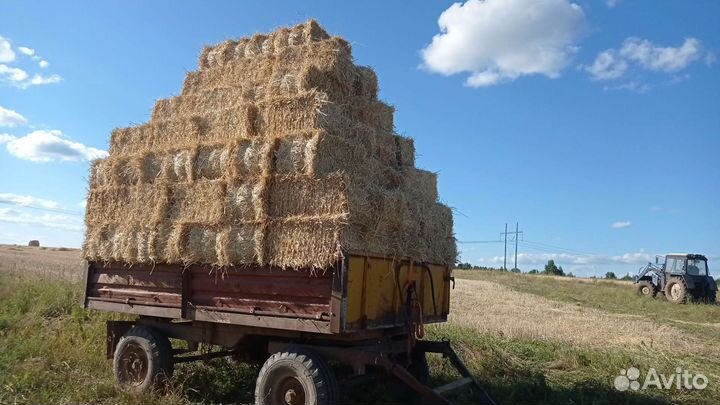 Солома в тюках урожай 2023
