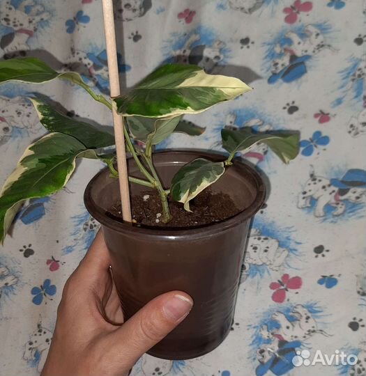 Лимон, лимон вариегатный,карисса (комнатная слива)