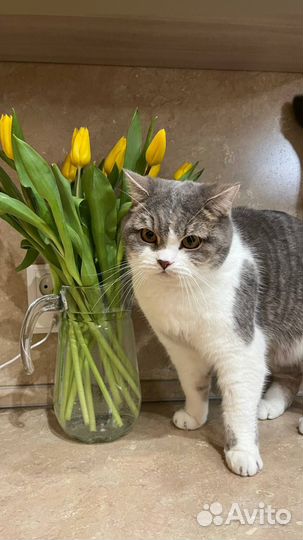 Шотландский кот
