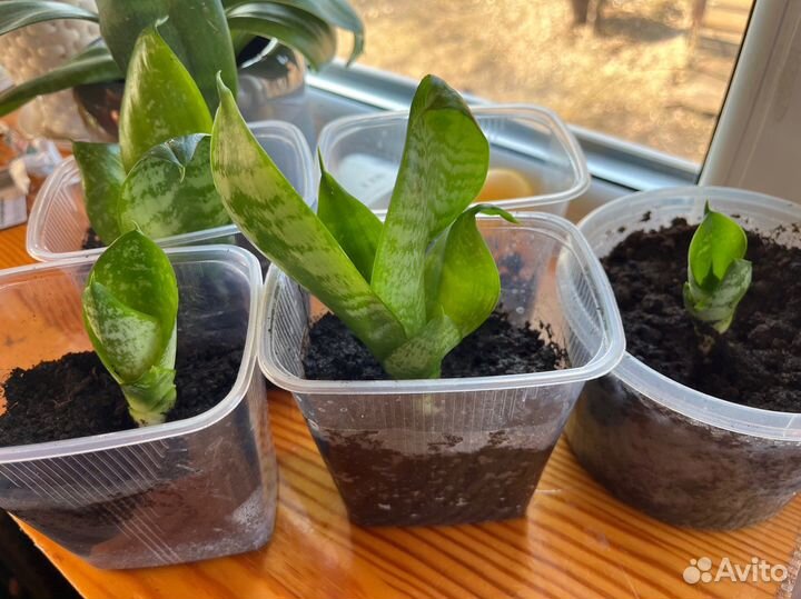 Сансевиерия