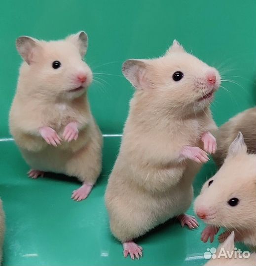 Сирийские Хомяки Ручные Плюшевые Медвежатки