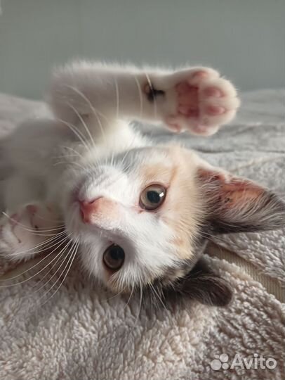 Котенок