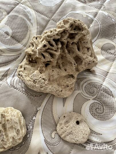 Кораллы для аквариума