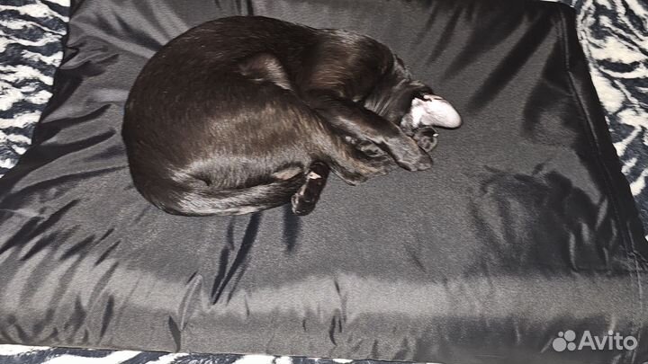 Ориентальная кошка