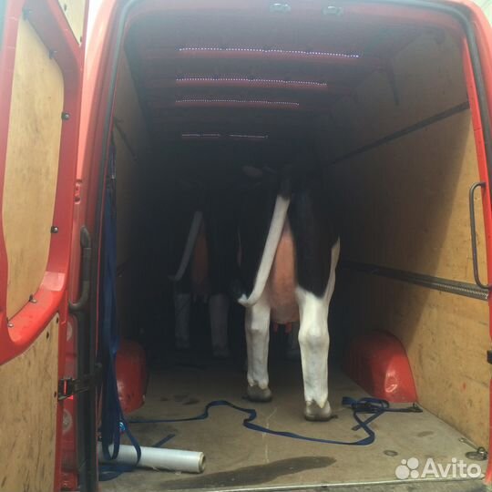 Аттракциона 