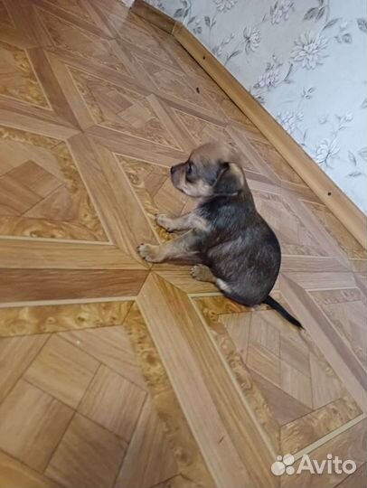 Щенки чихуахуа девочки