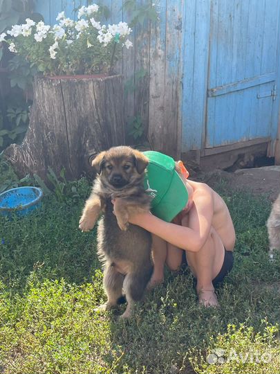Щенята в добрые руки