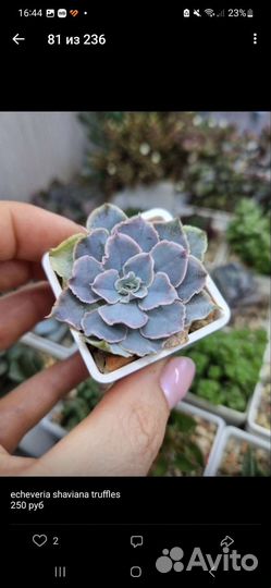 Суккуленты Эхиверии, много разных видов