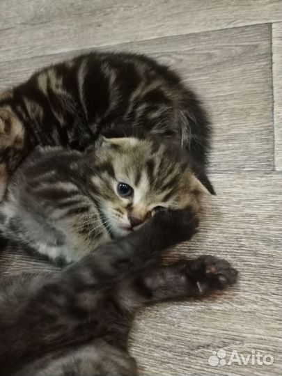 Шотландская