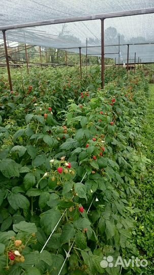 Малина Полана