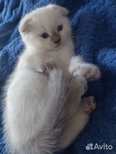 Шотландские котята