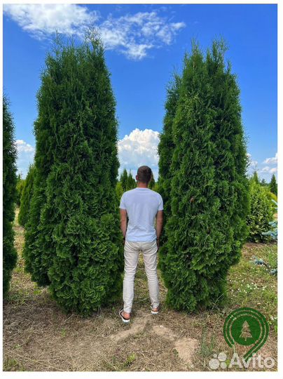 Туя колумна с гарантией приживаемости