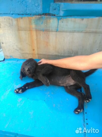 Щеночки в добрые руки