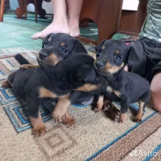 Щенки ягдтерьера