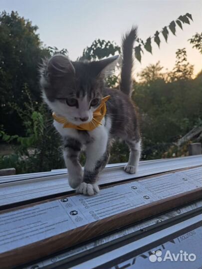 Кошка в дар бесплатно