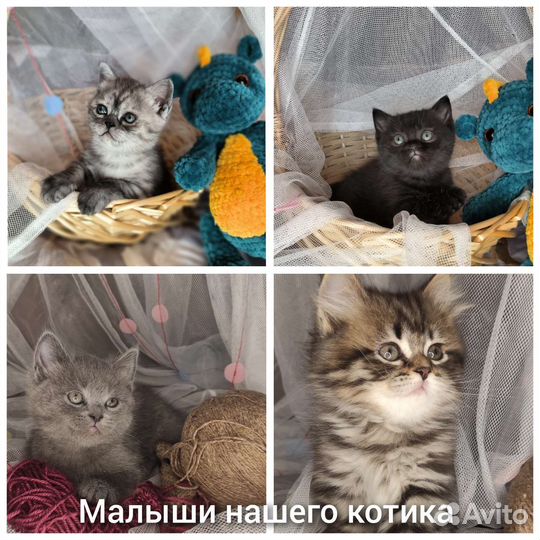 Вязка Британец кот на вязку