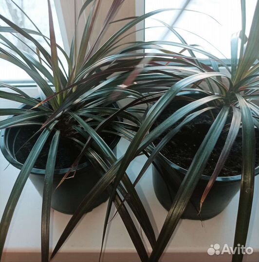 Драцена Маргината