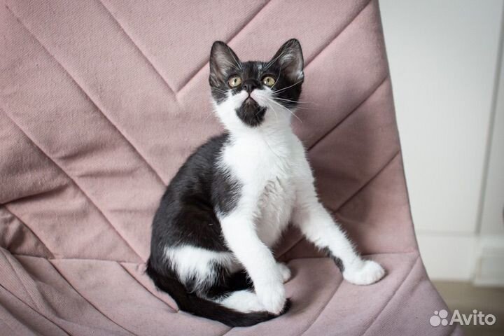 Котенок-девочка Тинь ищет дом