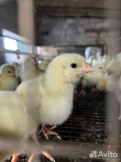 Белый бройлер, цыплята, цветной бройлер, индюки