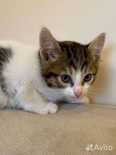 Кошка в добрые руки