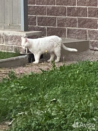 Найдена кошка