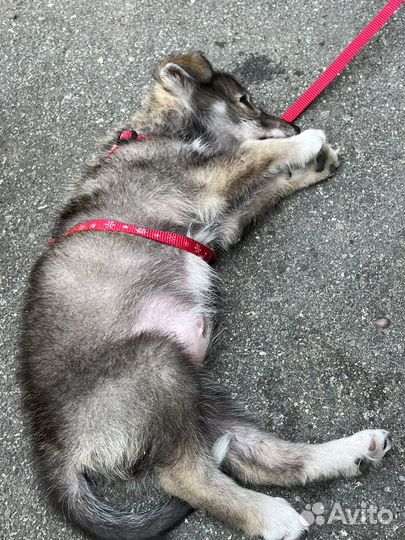 Щенок в добрые руки