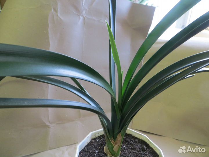 Комнатные цветы кливия излишки