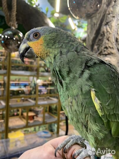 Ручной попугай