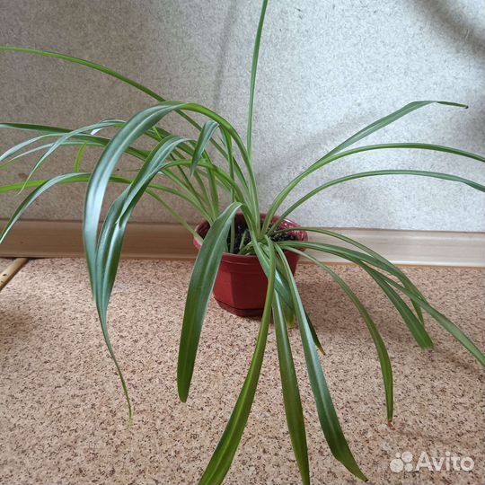 Хлорофитум