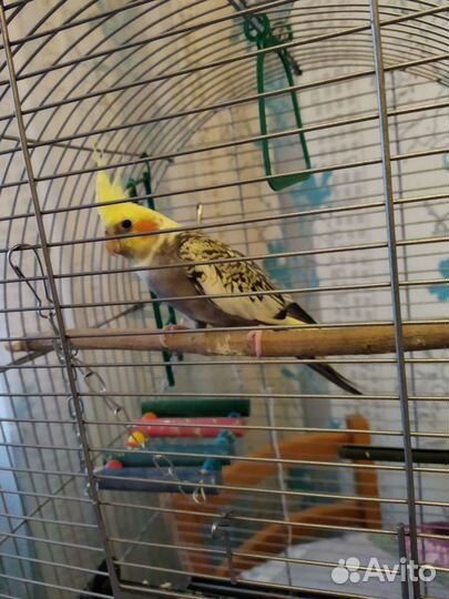 Продам попугая Кореллу