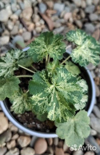 Гейхера Геркулес