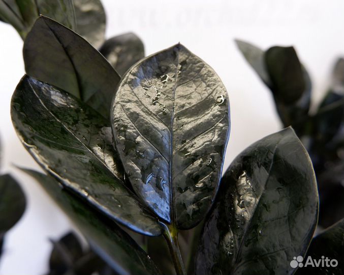 Замиокулькас Raven (черный)