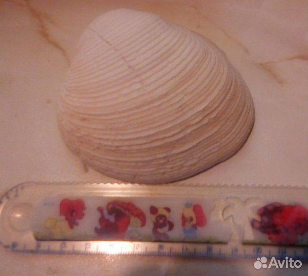 Раковина морская Ракушки для аквариума, кораллы, р