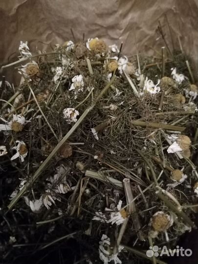 Ромашка для Эдуарда