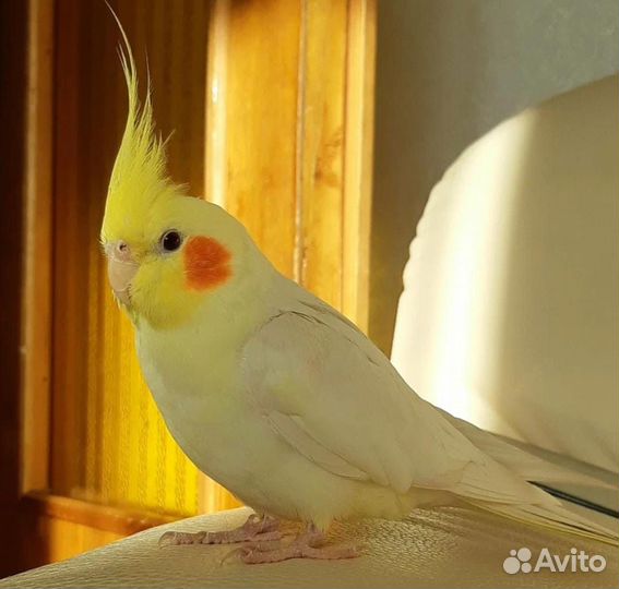 Попугай корелла