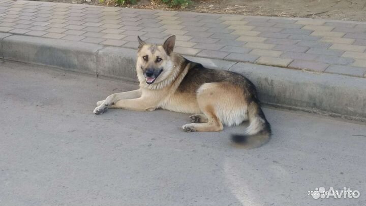 Собака. И ваши,наши,И их мечты