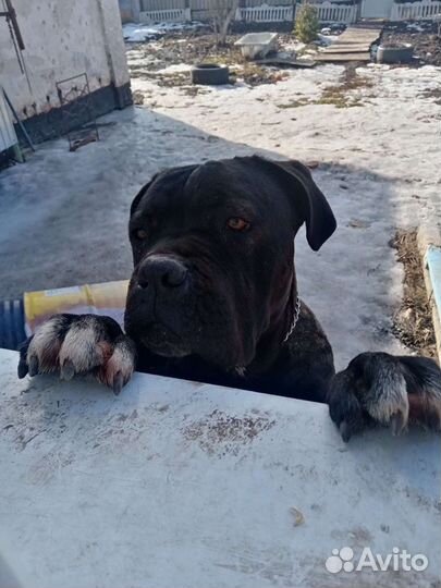 Кане Корсо вязка
