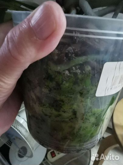 Орхидея фаленопсис