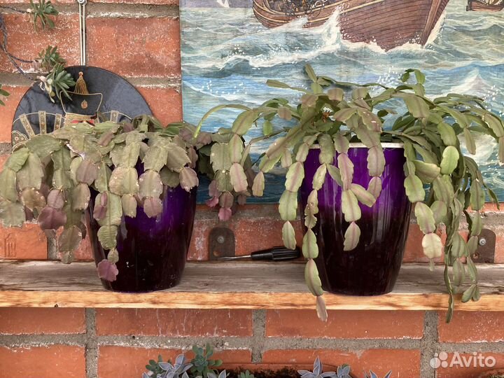 Герани, фиалки, суккуленты