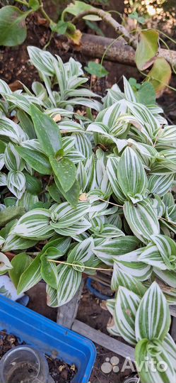 Традесканция