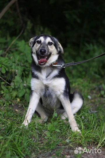 Собака ищет дом