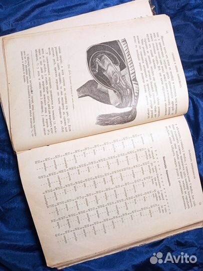 Книга лечебник домашних животных 1904 год Шмулевич