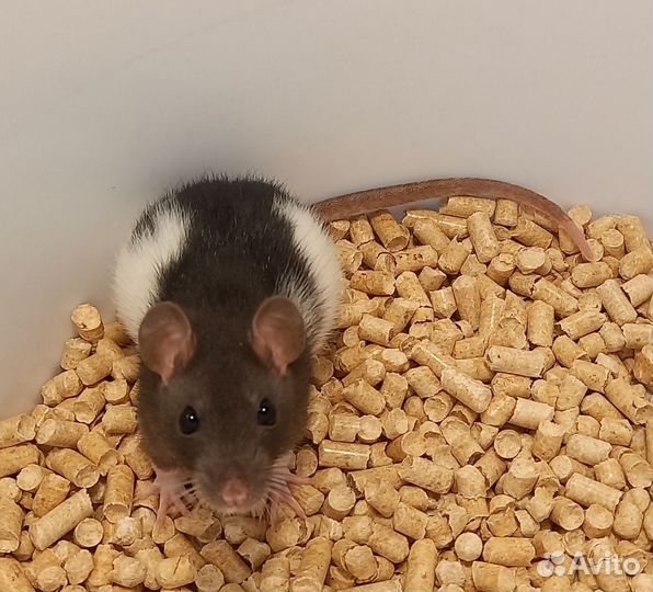 Крысята(девочки)дамбо и со стандартными ушками