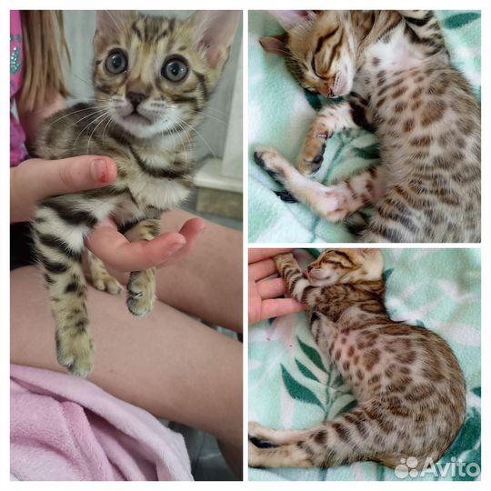 Бенгальские котята чистокровные