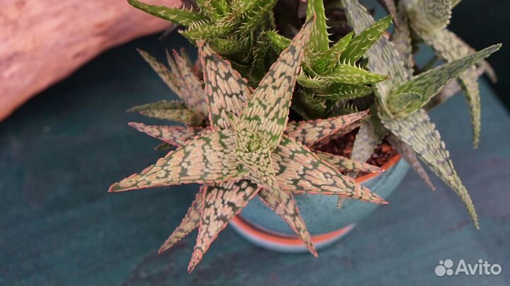 Композиция из суккулентов